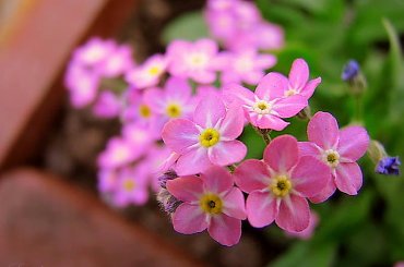 Różowe niezapominajki #Wiosna #niezapominajki #kwiatki