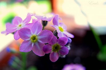 Różowe niezapominajki #Wiosna #niezapominajki #kwiatki