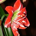 odmiana 'Pasadena' - 23 kwietnia 2009 #amarylis #Hippeastrum #hydroponika #Pasadena