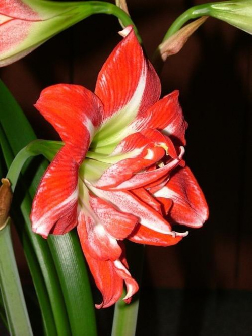 odmiana 'Pasadena' - 23 kwietnia 2009 #amarylis #Hippeastrum #hydroponika #Pasadena