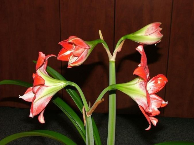 odmiana 'Pasadena' - 23 kwietnia 2009 #amarylis #Hippeastrum #hydroponika #Pasadena