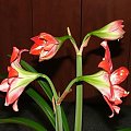 odmiana 'Pasadena' - 23 kwietnia 2009 #amarylis #Hippeastrum #hydroponika #Pasadena