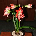 odmiana 'Pasadena' - 23 kwietnia 2009 #amarylis #Hippeastrum #hydroponika #Pasadena