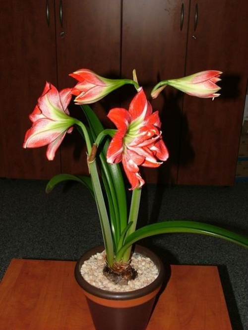 odmiana 'Pasadena' - 23 kwietnia 2009 #amarylis #Hippeastrum #hydroponika #Pasadena