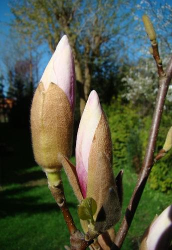 magnolia-następny etap