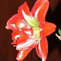 odmiana 'Pasadena' - 23 kwietnia 2009 #amarylis #Hippeastrum #hydroponika #Pasadena