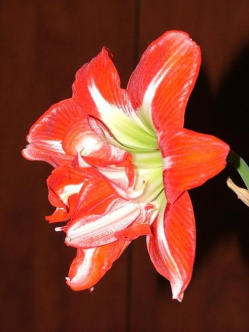 odmiana 'Pasadena' - 23 kwietnia 2009 #amarylis #Hippeastrum #hydroponika #Pasadena