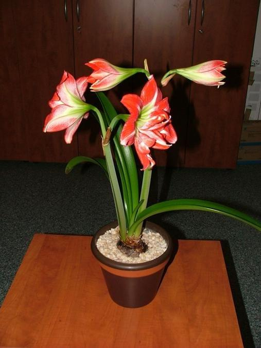 odmiana 'Pasadena' - 23 kwietnia 2009 #amarylis #Hippeastrum #hydroponika #Pasadena