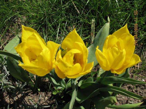 Tulipany