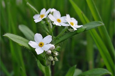 białe :) #kwiaty #niezapominajki #wiosna