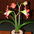 odmiana 'Pasadena' - 23 kwietnia 2009 #amarylis #Hippeastrum #hydroponika #Pasadena