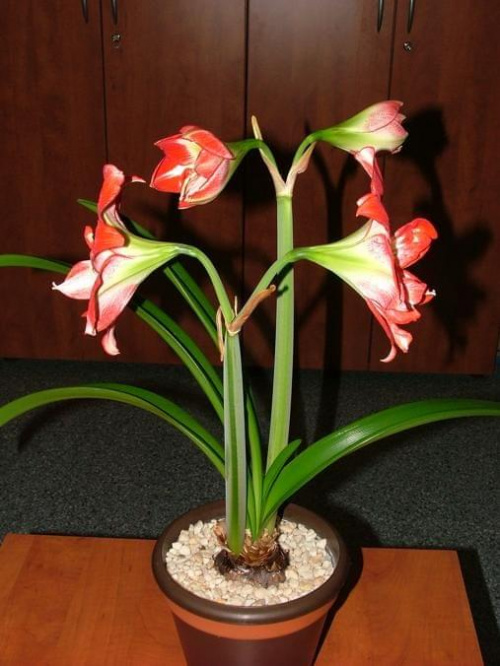 odmiana 'Pasadena' - 23 kwietnia 2009 #amarylis #Hippeastrum #hydroponika #Pasadena