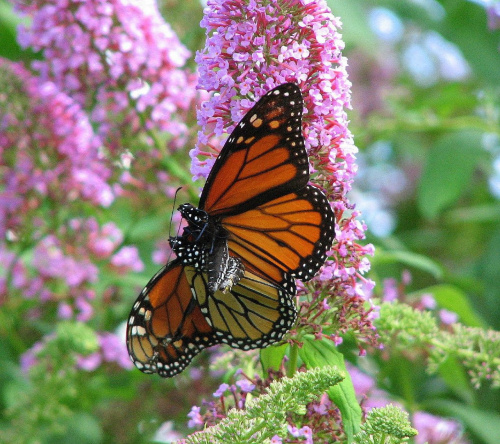 Motyl WEDRUJACY MONARCHA - Monarch (Danaus plexippus) #motyle