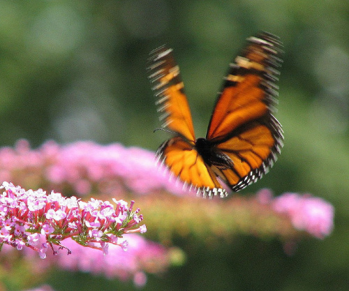 Motyl WEDRUJACY MONARCHA - Monarch (Danaus plexippus) #motyle