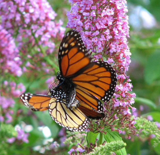 Motyl WEDRUJACY MONARCHA - Monarch (Danaus plexippus) #motyle