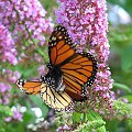 Motyl WEDRUJACY MONARCHA - Monarch (Danaus plexippus) #motyle