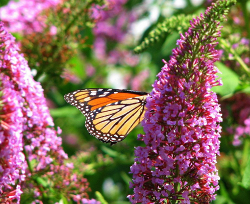 Motyl WEDRUJACY MONARCHA - Monarch (Danaus plexippus) #motyle