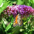 Motyl WEDRUJACY MONARCHA - Monarch (Danaus plexippus) #motyle