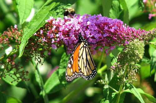 Motyl WEDRUJACY MONARCHA - Monarch (Danaus plexippus) #motyle