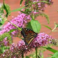 Motyl WEDRUJACY MONARCHA - Monarch (Danaus plexippus) #motyle