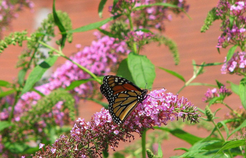 Motyl WEDRUJACY MONARCHA - Monarch (Danaus plexippus) #motyle