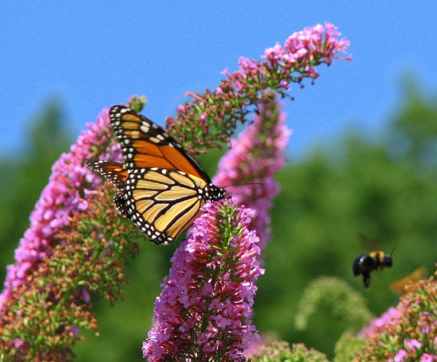 Motyl WEDRUJACY MONARCHA - Monarch (Danaus plexippus) #motyle