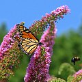 Motyl WEDRUJACY MONARCHA - Monarch (Danaus plexippus) #motyle