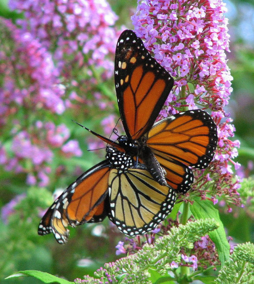 Motyl WEDRUJACY MONARCHA - Monarch (Danaus plexippus) #motyle