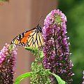 Motyl WEDRUJACY MONARCHA - Monarch (Danaus plexippus) #motyle