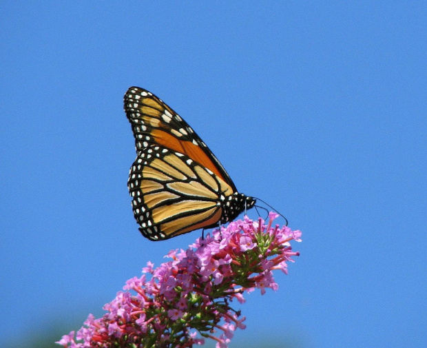 Motyl WEDRUJACY MONARCHA - Monarch (Danaus plexippus) #motyle