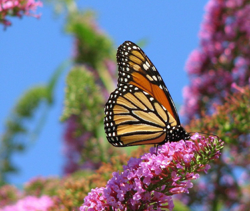 Motyl WEDRUJACY MONARCHA - Monarch (Danaus plexippus) #motyle