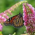 Motyl WEDRUJACY MONARCHA - Monarch (Danaus plexippus) #motyle