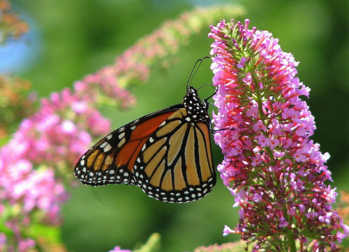 Motyl WEDRUJACY MONARCHA - Monarch (Danaus plexippus) #motyle