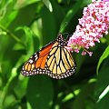 Motyl WEDRUJACY MONARCHA - Monarch (Danaus plexippus) #motyle