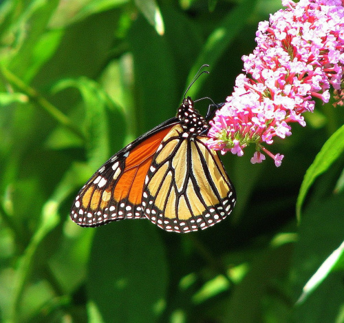 Motyl WEDRUJACY MONARCHA - Monarch (Danaus plexippus) #motyle