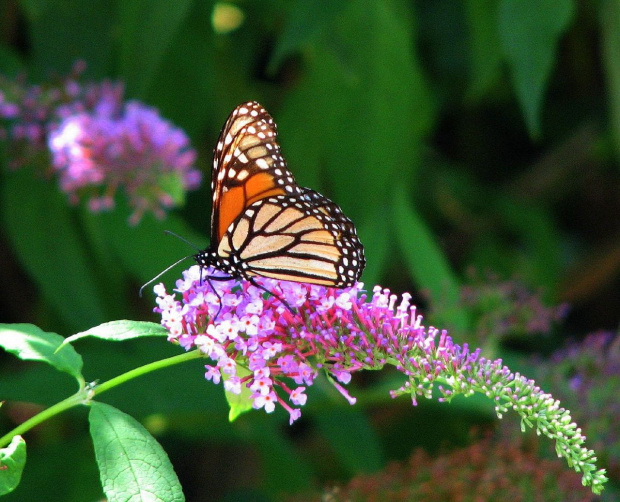 Motyl WEDRUJACY MONARCHA - Monarch (Danaus plexippus) #motyle