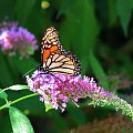 Motyl WEDRUJACY MONARCHA - Monarch (Danaus plexippus) #motyle