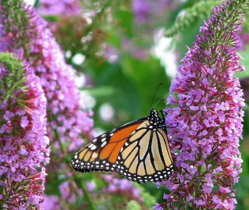 Motyl WEDRUJACY MONARCHA - Monarch (Danaus plexippus) #motyle