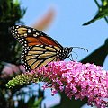Motyl WEDRUJACY MONARCHA - Monarch (Danaus plexippus) #motyle