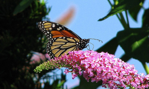 Motyl WEDRUJACY MONARCHA - Monarch (Danaus plexippus) #motyle