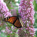 Motyl WEDRUJACY MONARCHA - Monarch (Danaus plexippus) #motyle