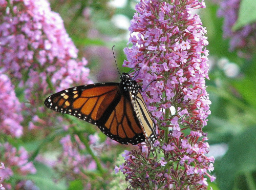 Motyl WEDRUJACY MONARCHA - Monarch (Danaus plexippus) #motyle