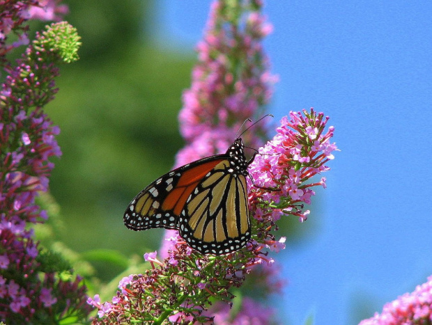 Motyl WEDRUJACY MONARCHA - Monarch (Danaus plexippus) #motyle