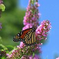 Motyl WEDRUJACY MONARCHA - Monarch (Danaus plexippus) #motyle