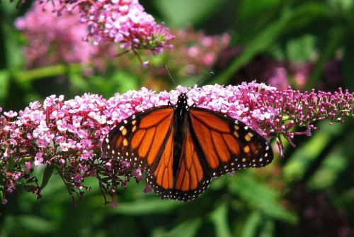 Motyl WEDRUJACY MONARCHA - Monarch (Danaus plexippus) #motyle