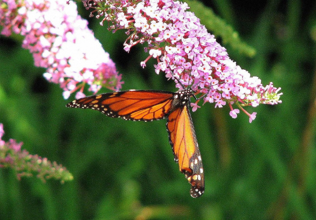 Motyl WEDRUJACY MONARCHA - Monarch (Danaus plexippus) #motyle