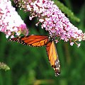 Motyl WEDRUJACY MONARCHA - Monarch (Danaus plexippus) #motyle