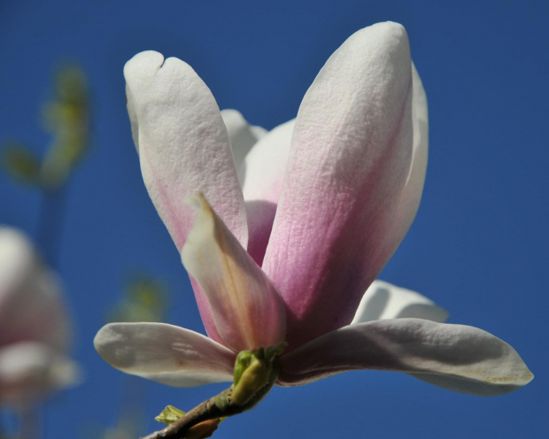 Magnolia - królowa kwitnących drzew