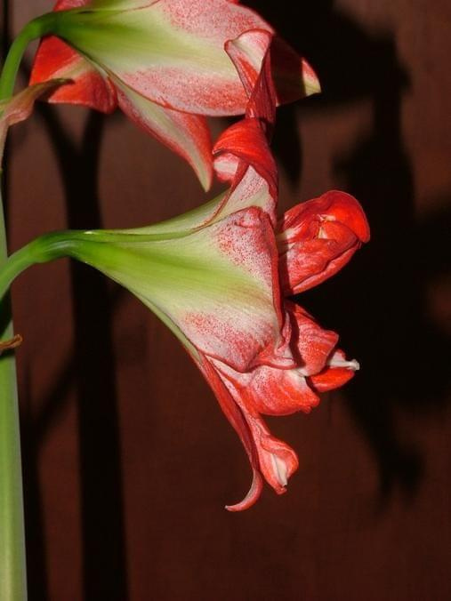 odmiana 'Pasadena' - 24 kwietnia 2009 #amarylis #Hippeastrum #hydroponika #Pasadena