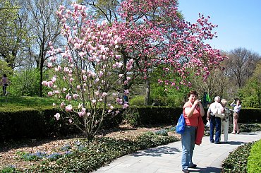 Majestatyczne magnolie #magnolie